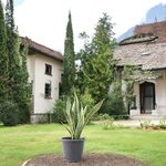 Sansevieria Trifasciata Plant - Snake Plant - Image 4