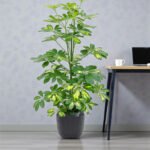 Schefflera Plant (Gold Capella, Dwarf umbrella tree) - Image 3