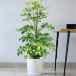 Schefflera Plant (Gold Capella, Dwarf umbrella tree) - Image 4
