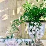 WOW Jasmine Flowers in White Pot PROMO