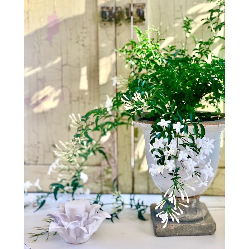 Screenshot-20231117_150509_Instagram.jpg WOW Jasmine Flowers in White Pot PROMO - Image 1