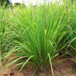 Lemon Grass in Plastic Pot