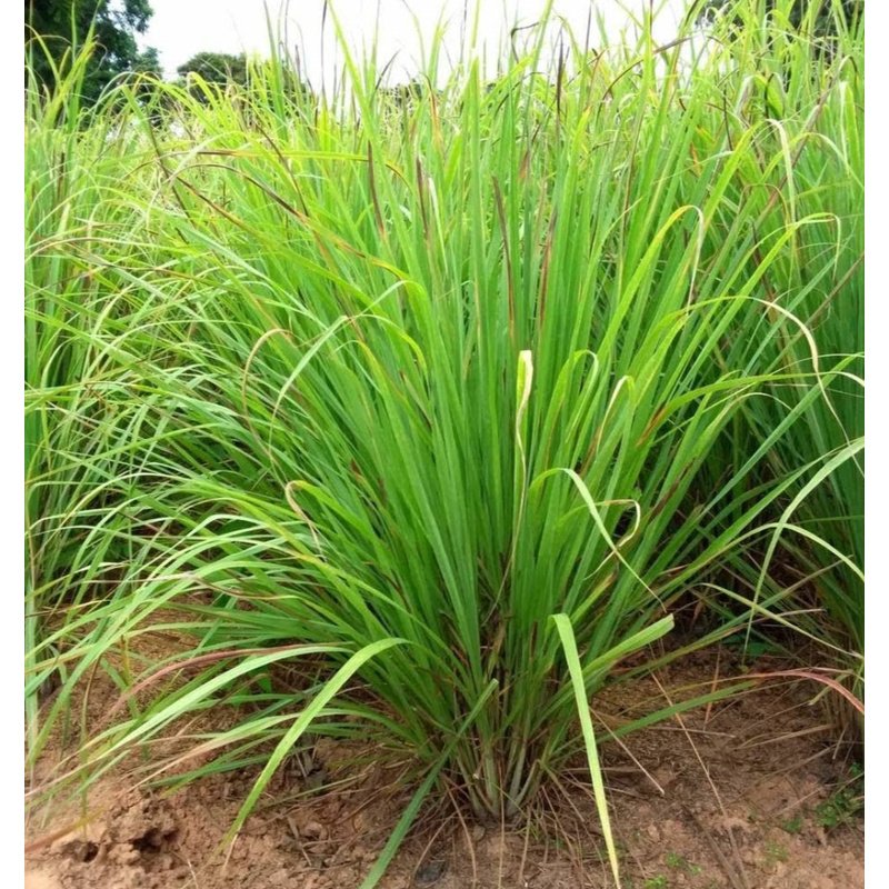 Screenshot-20231123_172101_Google.jpg Lemon Grass in Plastic Pot - Image 1
