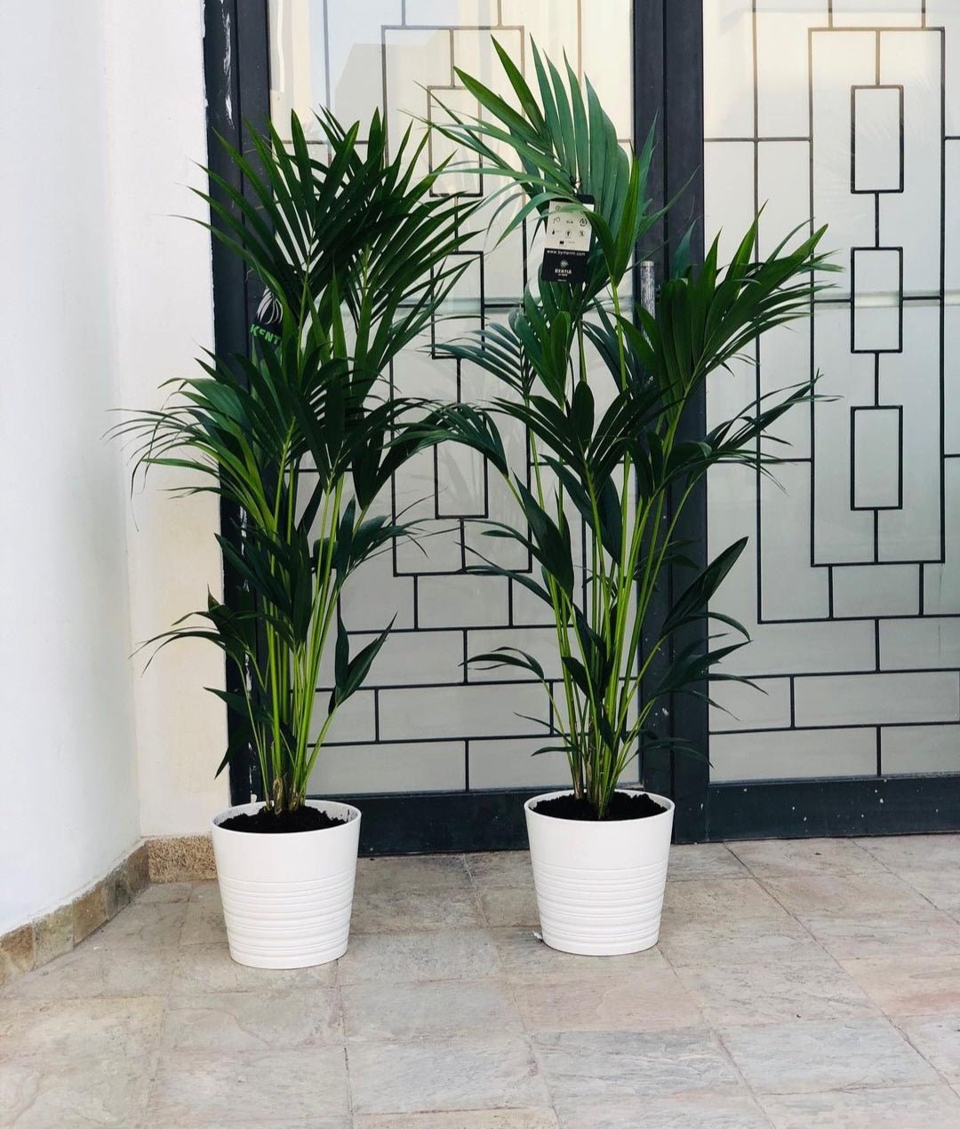 Screenshot-20231227_144831_Instagram.jpg Office Plant Kentia Palm in White Pot Each 150cm NEW - Image 1
