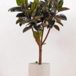 Ficus Big Rubber Plant New