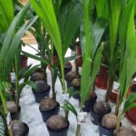 Indoor Coconut 130 to 150cm New
