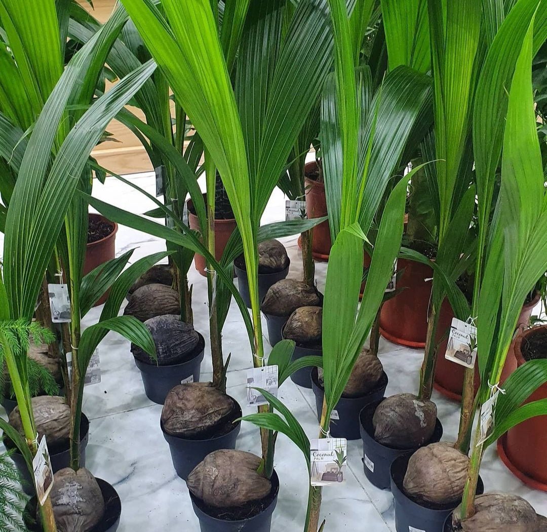 Screenshot-20240322_093749_Instagram.jpg Indoor Coconut 130 to 150cm New - Image 1