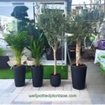 Indoor Plants Premium House plants 4pcs Bundle
