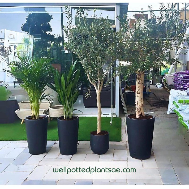 Screenshot-20240529_110011_Instagram.jpg Indoor Plants Premium House plants 4pcs Bundle - Image 1