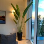Office Plant Travellers Palm in Black Matte - Image 3