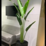 Office Plant Travellers Palm in Black Matte - Image 2