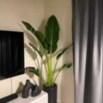 Office Plant Travellers Palm in Black Matte - Image 4