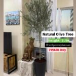 Olive Tree Medium 2meter Slim Trunk