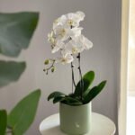 Orchid Real Flower 2-3 stems