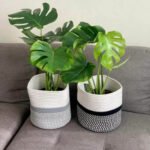 Monstera each Plants UAE