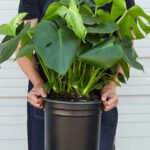 Monstera each Plants UAE - Image 2