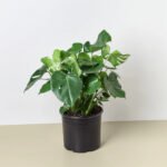 Monstera each Plants UAE - Image 3