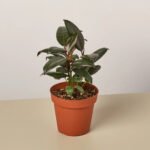 Rubber Plant UAE - Image 4