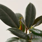 Rubber Plant UAE - Image 3
