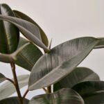 Rubber Plant UAE - Image 2
