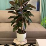 Rubber Plant UAE