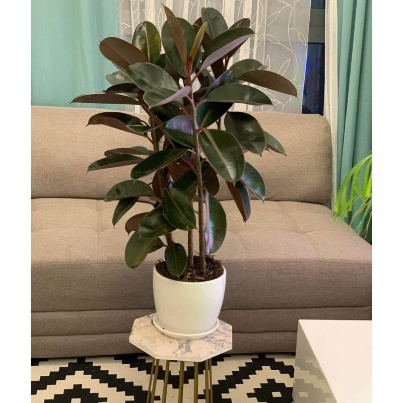 Screenshot_20210529-021014__01_bd25f435-421c-409d-ae05-5589314e3e2e.jpg Rubber Plant UAE - Image 1