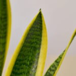 Office Plants Snake Plant each - Image 2