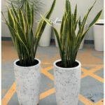 Office Plants Snake Plant each