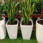Office Plants Snake Plant each - Image 3