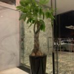 Money Tree Medium