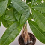 Money Tree Medium - Image 2