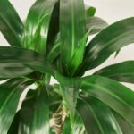 Fortune plant Big - Image 2