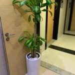 Fortune plant Big