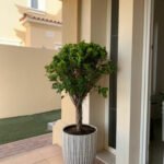 Ficus Tree