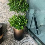 Ficus Tree - Image 2