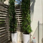 Ficus Tree - Image 3