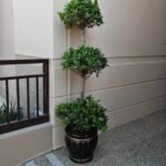 Ficus Tree - Image 4