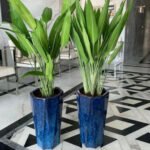 Aspiradas Plant ( Blue / Red Pot )
