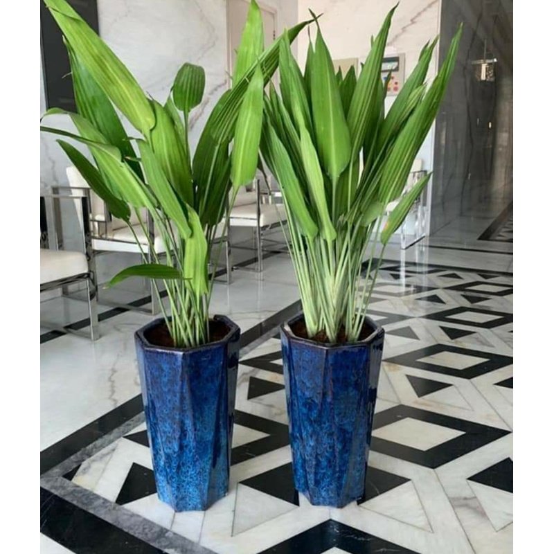 Screenshot_20210529-171433__01.jpg Aspiradas Plant ( Blue / Red Pot ) - Image 1