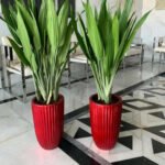 Aspiradas Plant ( Blue / Red Pot ) - Image 2