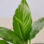 Peace Lily plant - Image 3