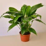 Peace Lily plant - Image 2