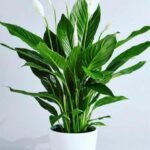 Peace Lily plant