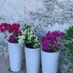 Bougainvillea bundle (3 plants) WOW