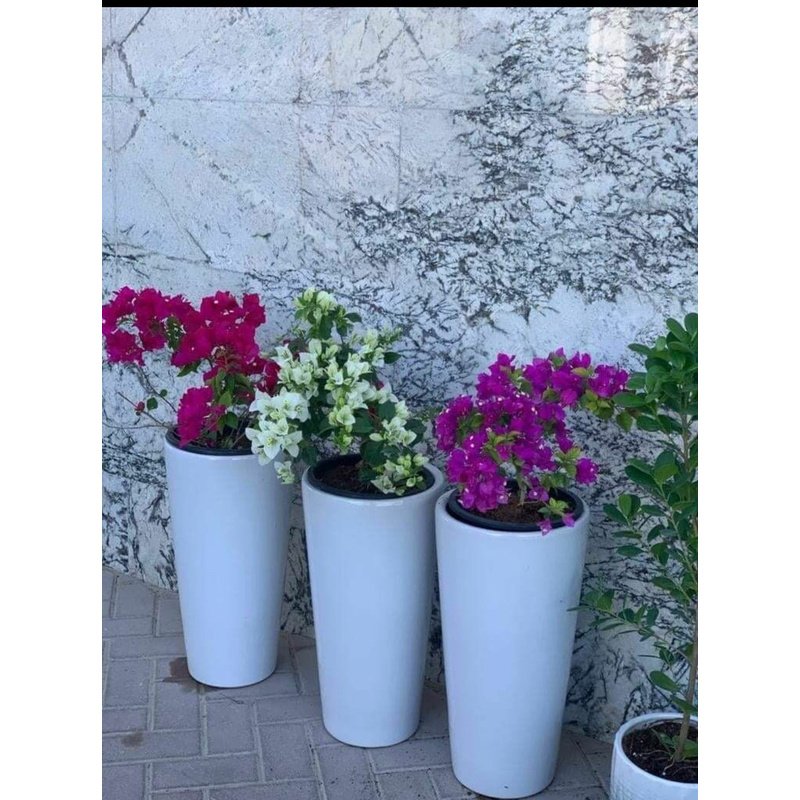 Screenshot_20210529-172837__01.jpg Bougainvillea bundle (3 plants) WOW - Image 1