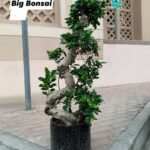 Bonsai Plant