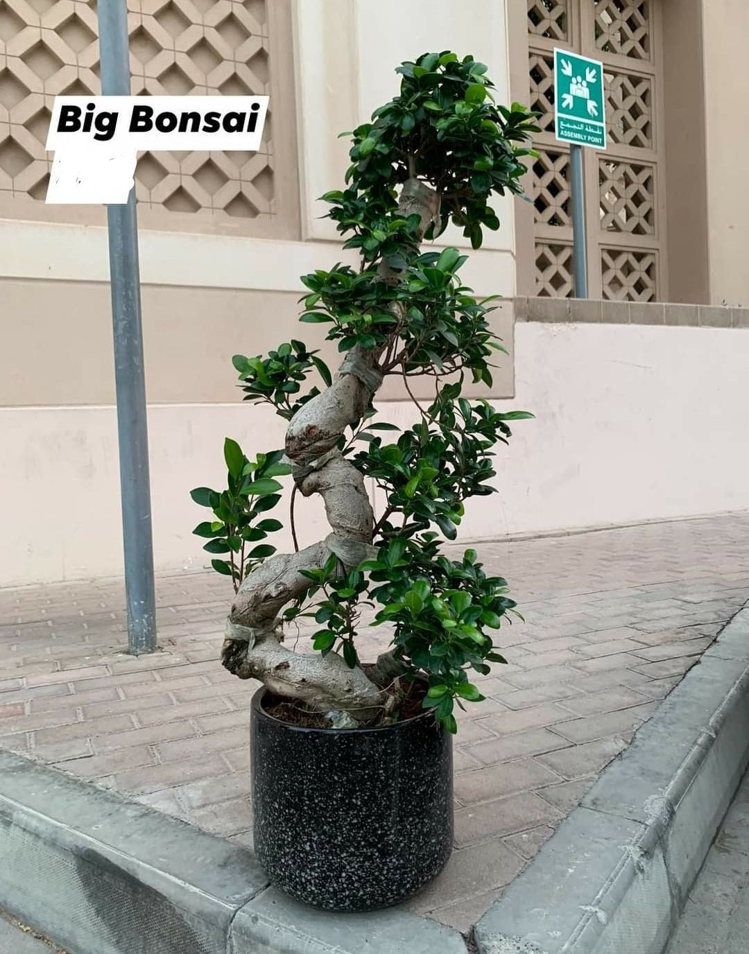 Screenshot_20210703-170116__01.jpg Bonsai Plant - Image 1