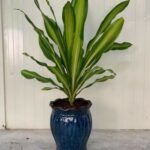 Dracaena