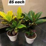 Croton plant