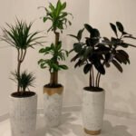 Office Plants Bundle 3pc Best Seller Money Back Guarantee